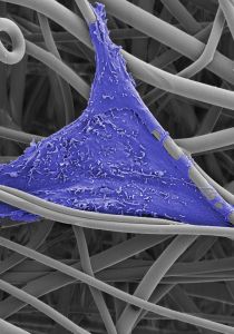 /documents/1007799/1007936/subitex+science/6219cb4d-01ca-4ba5-a50c-39e64ff8104e?t=1488466513867