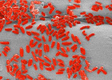 Biointerfaces_KLP_404.jpg