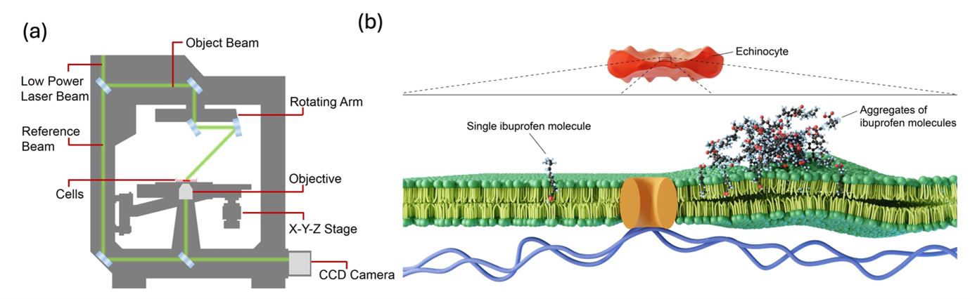 Figure6.png