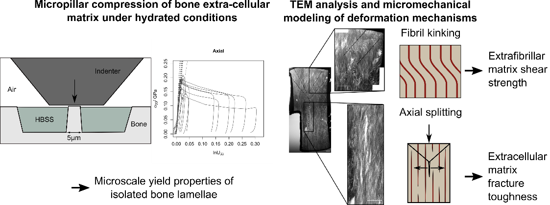 Study+on+the+deformation.png