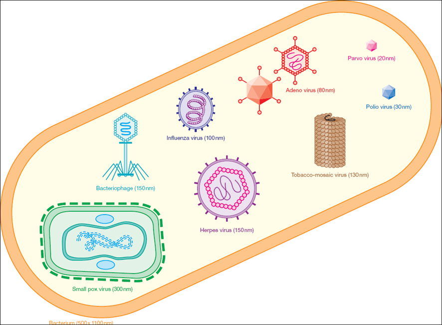 Comparison+to+E+coli+bacterium.png