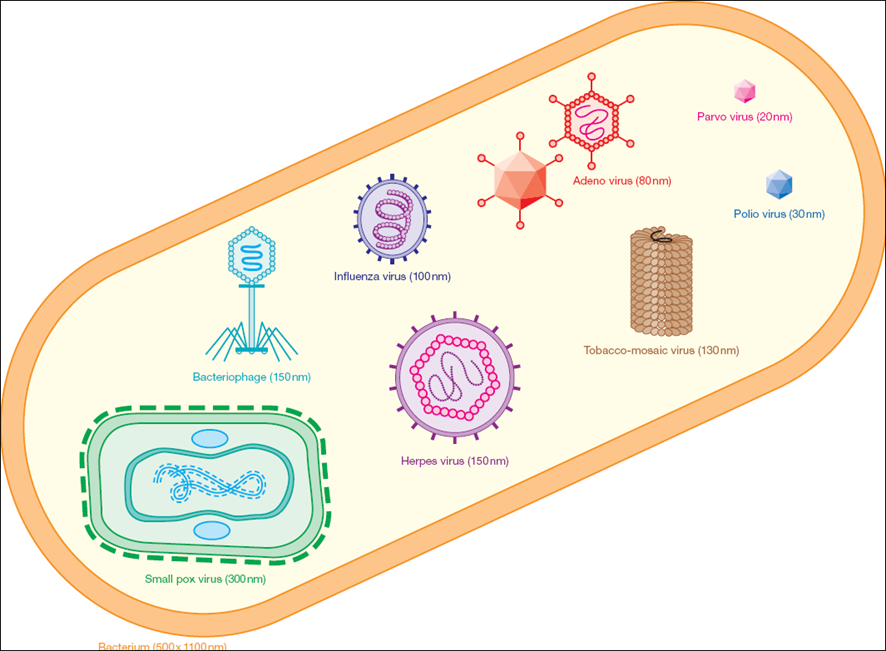 /documents/55877/592527/Comparison+to+E+coli+bacterium/362e0130-4ec4-40b6-abe2-259f5905e23f?t=1531230967553