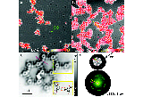Hydrogen+bonded+trimesic+acid+networks+on+Cu%28111%29+reveal+how+basic+chemical+properties+are+imprinted+in+HR-AFM+images.png