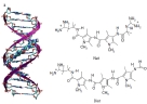 Free+energy+calculations+offer+insights+into+the+influence+of+receptor+flexibility+on+ligand%E2%80%93receptor+binding+affinities.jpg