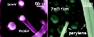 /documents/55905/447292/One-Step+Dry+Method+for+the+Synthesis+of+Supported+Single-Crystalline+Organic+Nanowires+Formed+by+%CF%80-Conjugated+Molecules/1caab6a3-2bc9-4025-b229-8b075eb4dbed?t=1452003046647