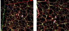 Density+functional+theory+study+of+self-trapped+holes+in+disordered+SiO2.jpg
