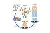 /documents/55905/6294507/Combinatorial+design+of+molecular+seeds+for+chirality-controlled+synthesis+of+single-walled+carbon+nanotubes/0193fe14-b453-403e-9e5b-78e3ad2f482d?t=1565017007407