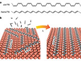 /documents/55905/6294507/On-surface+synthesis+and+characterization+of+individual+polyacetylene+chains/019841e5-bd55-42dc-845b-93b82118633f?t=1567515241263