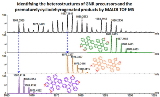 Monitoring+the+on+surface+synthesis+of+graphene+nanoribbons+by+mass+spectrometry.jpg