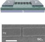 Short+channel+field+effect+transistors+with+9+atom+and+13+atom+wide+graphene+nanoribbons.jpg