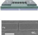 /documents/55905/970347/Short+channel+field+effect+transistors+with+9+atom+and+13+atom+wide+graphene+nanoribbons/56ec05b7-90a6-40e1-b290-2175fadd5eb9?t=1506510996047