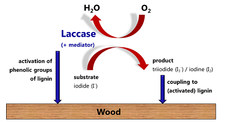 laccase+treatment.png