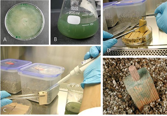 Innosuisse+biocontrol+figure+3.jpg