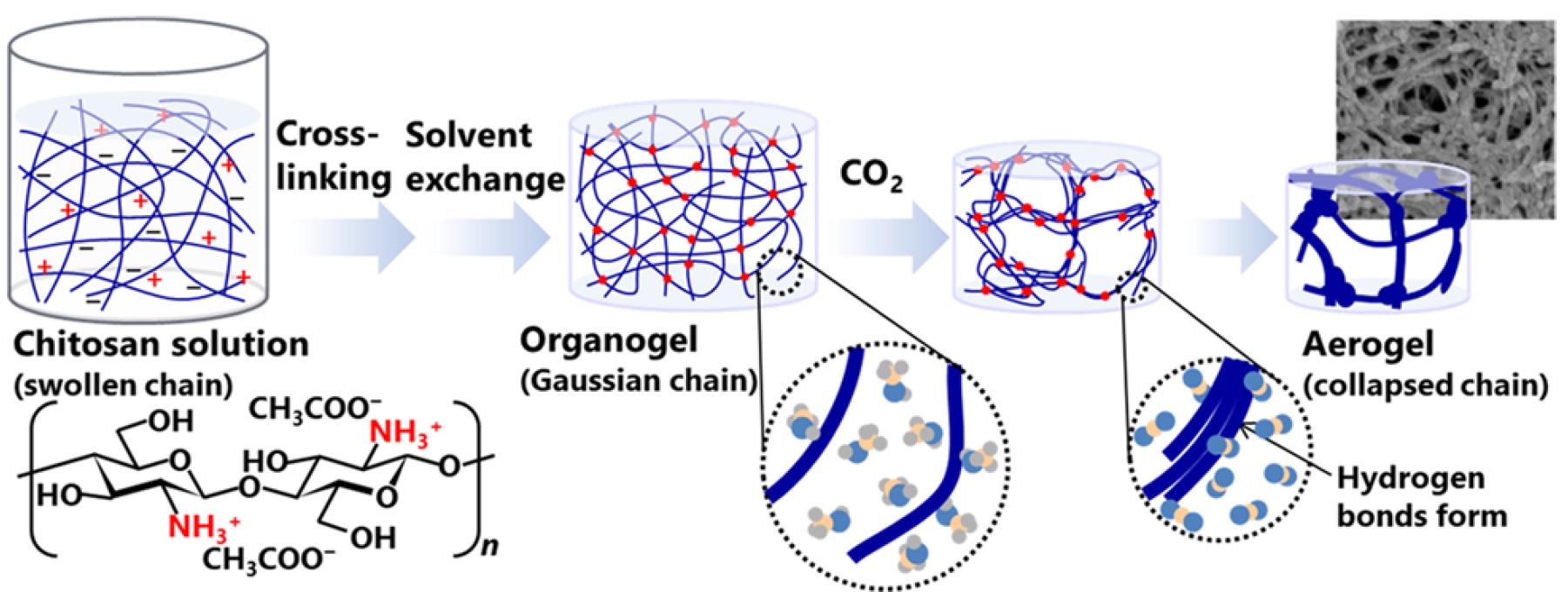 4_Chitosan_image2.jpg