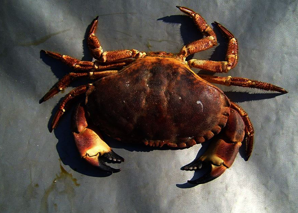 04.+Chitosan_crab_thumbnail.png
