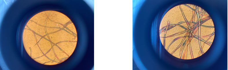 Mikroskopische+Untersuchungen.png