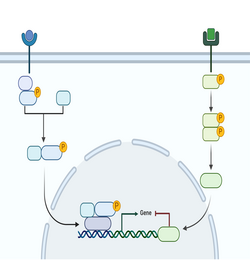 Pathway_scheme.png