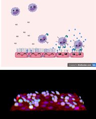 /documents/56052/1370048/Human+Cell+blood+vessel/8beeea9b-1d97-4cfc-903c-ff320dda1b75?t=1621795623390
