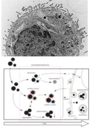 biological+impact.jpg