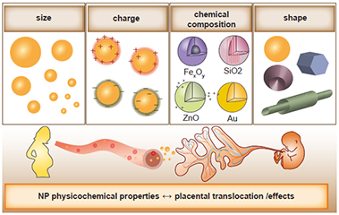 Placenta.png