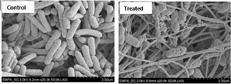 /documents/56059/10309116/Biofilm+ex+vivo.jpg/160223d6-6af5-4f98-9320-48edc7cc829d?t=1567070277857