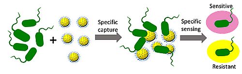 /documents/56059/10309116/Biosensors/25bc5aad-de7b-46be-95cc-9ab0fedae918?t=1567069409947