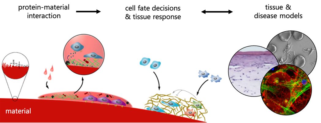 Protein+Cells+Tissues+3.jpg