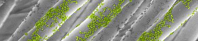 Ribbon+Bacteria+at+Surfaces+klein.jpg