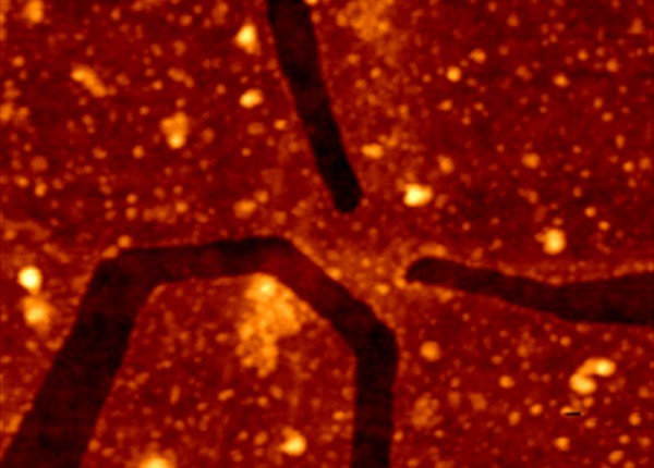 TBJ_AFM_01_600x430.jpg