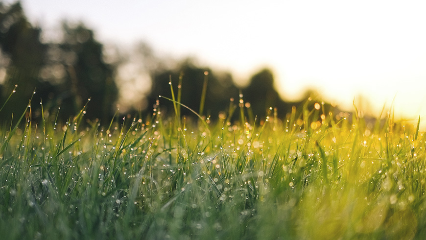 Stopperbild+grassland-unsplash.jpg