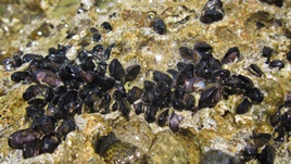 Muschelkleber%28D%29.jpg