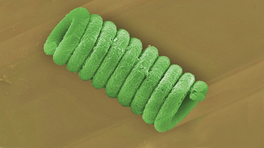 Spirulina_stopper.jpg