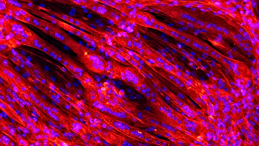 Tissue+Engineering+Image+1.jpg