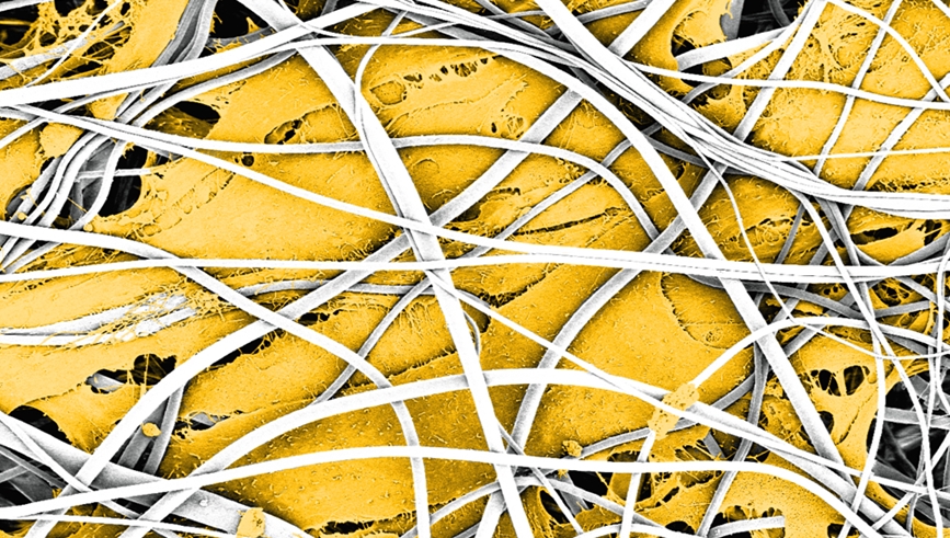 Tissue+Engineering+Image+2.jpg