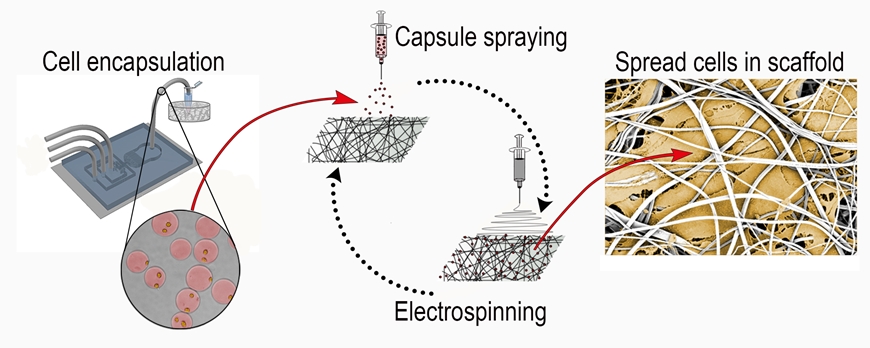 tissue+engineering+Image+3.jpg