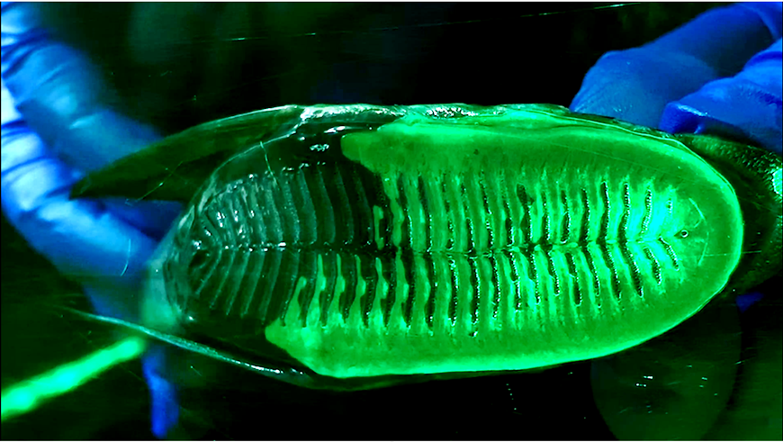 Klebedisk-para.png