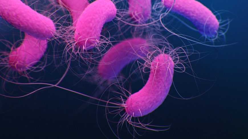 pseudomonas1-870.jpg