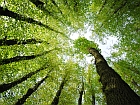 a592-2012-03-27-b0s+stopper+Holzforschung.jpg