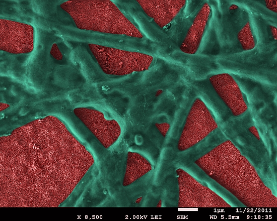 a592-2011-12-19-b1x+Fotosynthese+Nanobio.jpg