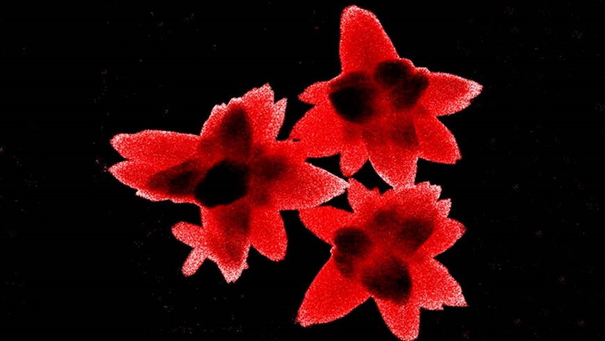 Rote-Sterne-870.jpg