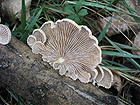 a592-2010-07-15-b1s_genom_stopper.jpg