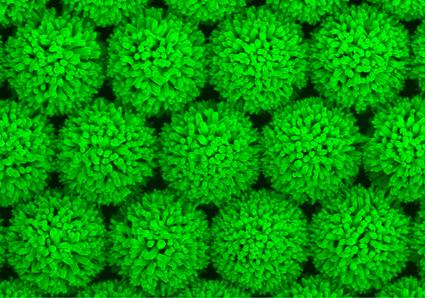 a592-2010-07-29-b1m_nanoigel.jpg