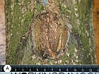 a592-2009-02-12-b0s+stopper+Schwarze-Buch.jpg
