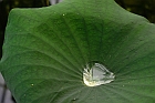 a592-2009-03-18-b1s+Nano-Chancen+%28Lotusblatt%29.jpg