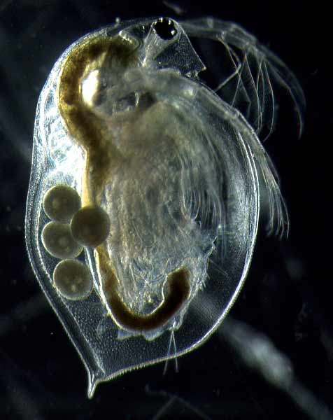 a592-2008-05-15-b1x+stopper+NanoEco.jpg
