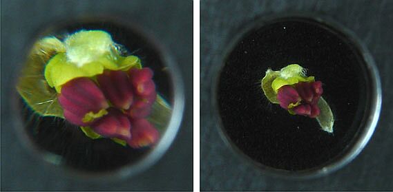 a592-2008-05-16-b0x+stopper+neu+Optotune.jpg