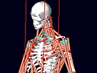 a592-2008-12-03-b1s+stopper-aus+Implantate.jpg