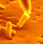 a592-2007-05-15-b0sManipulationstopper.jpg