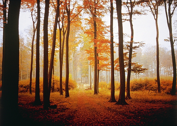 a592-2006-11-22-b1x+stopper+wald.jpg