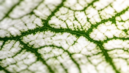 EQ85-Innosuisse-greenpeel.jpg